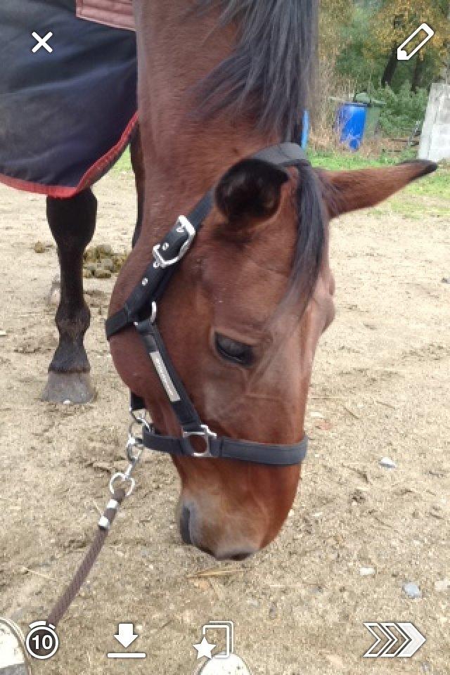Dansk Varmblod Nørhedens Damsy Boy - Min flotte skat! billede 9