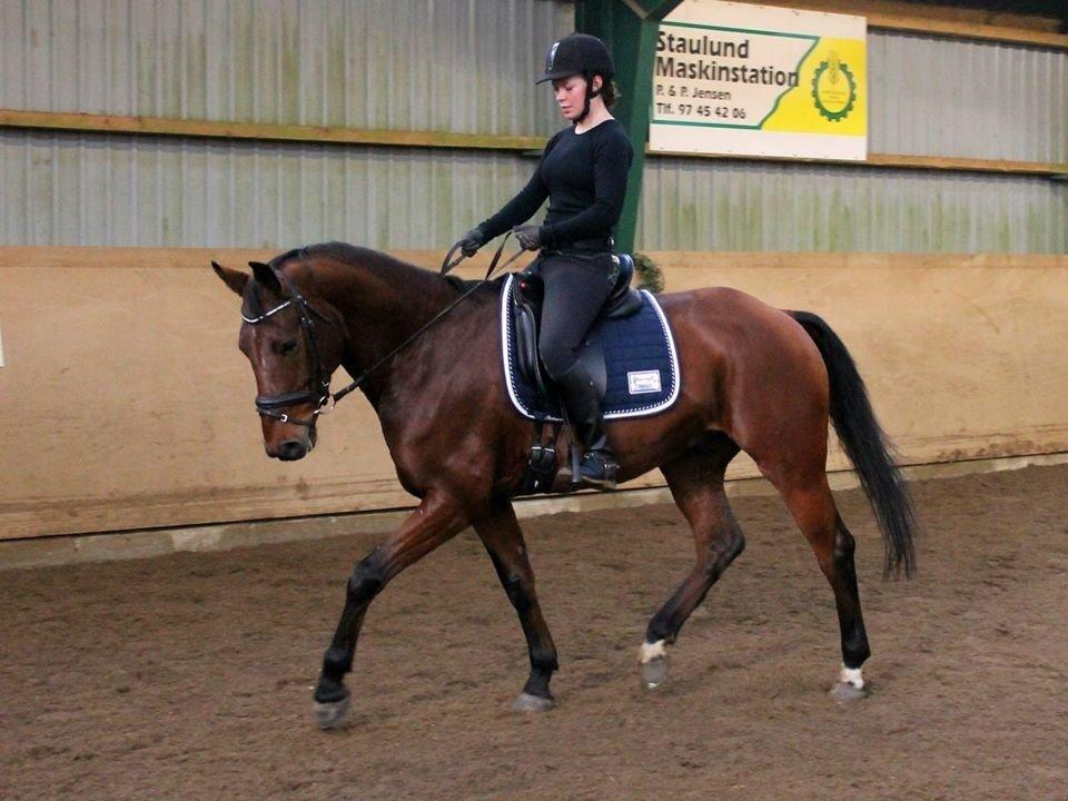 Dansk Varmblod Nørhedens Damsy Boy - Kursus ved Jacob Lillelund billede 2