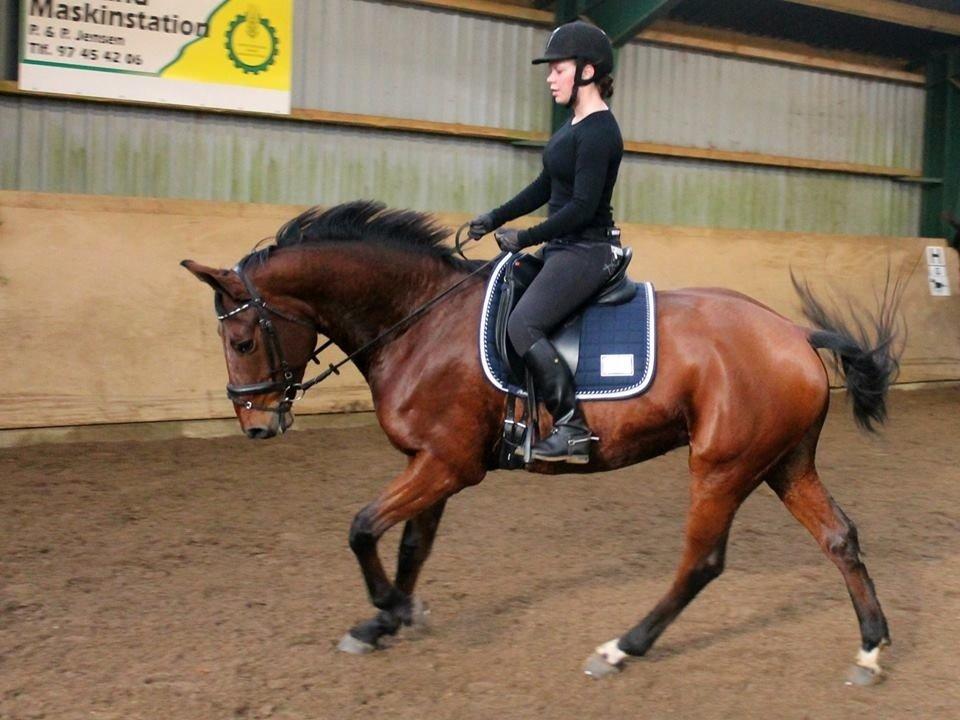 Dansk Varmblod Nørhedens Damsy Boy - Kursus ved Jacob Lillelund billede 12
