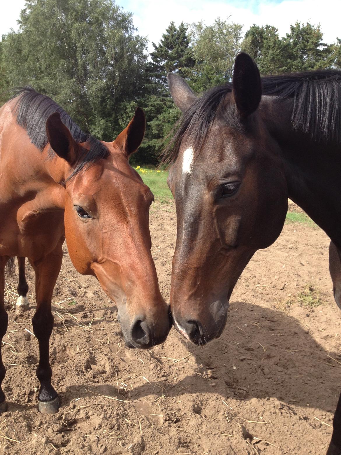 Dansk Varmblod Nørhedens Damsy Boy - Damsy & Uno <3 billede 15