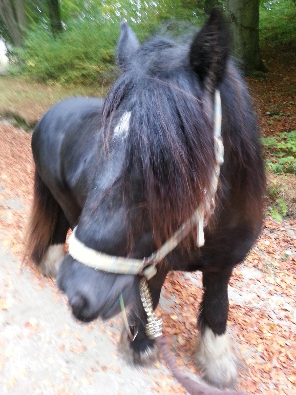 Irish Cob Eight Mile billede 12