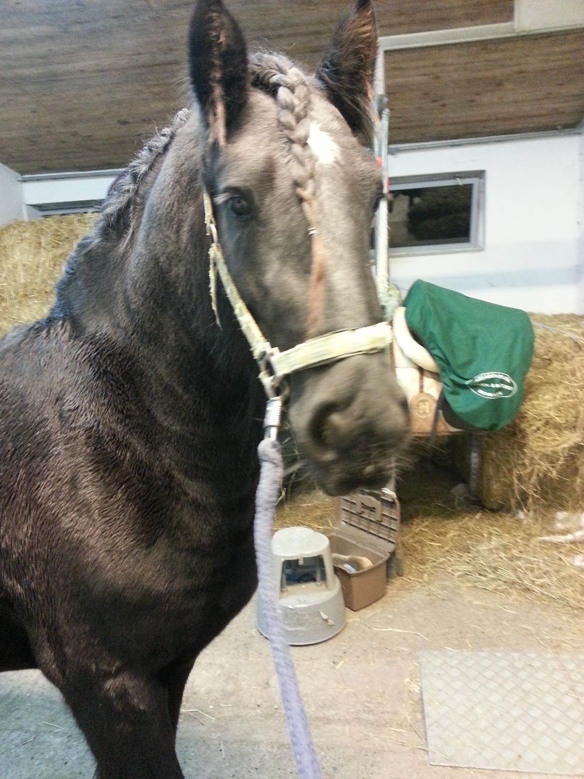 Irish Cob Eight Mile billede 13