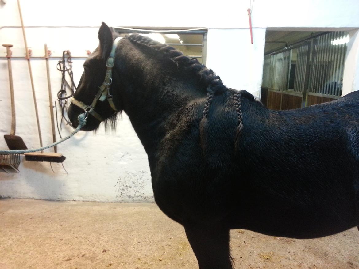 Irish Cob Eight Mile billede 14