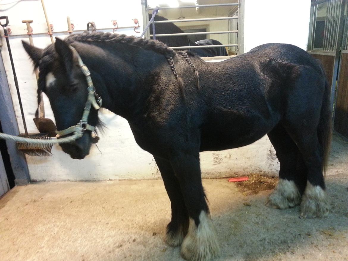 Irish Cob Eight Mile billede 16