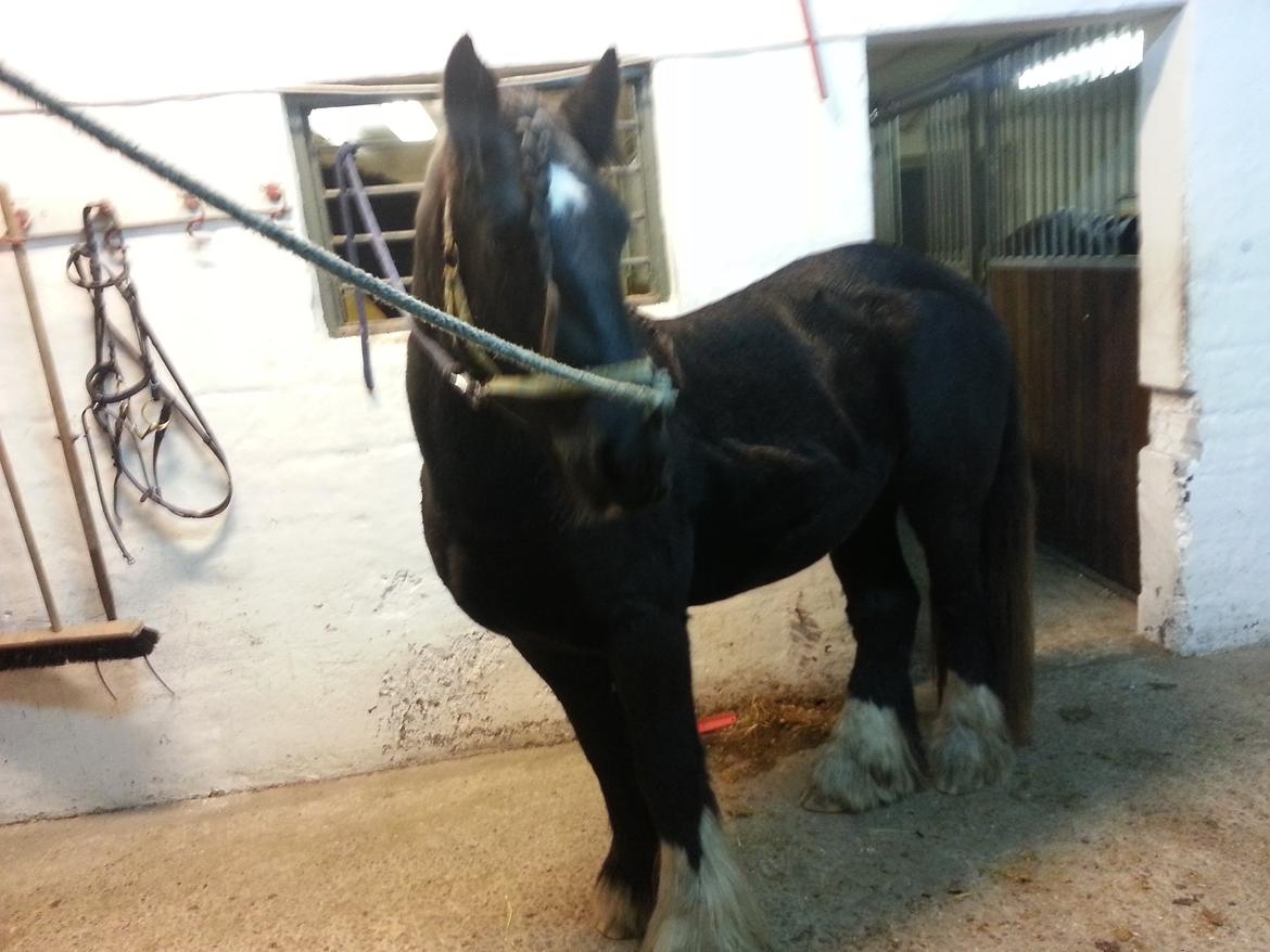 Irish Cob Eight Mile billede 17