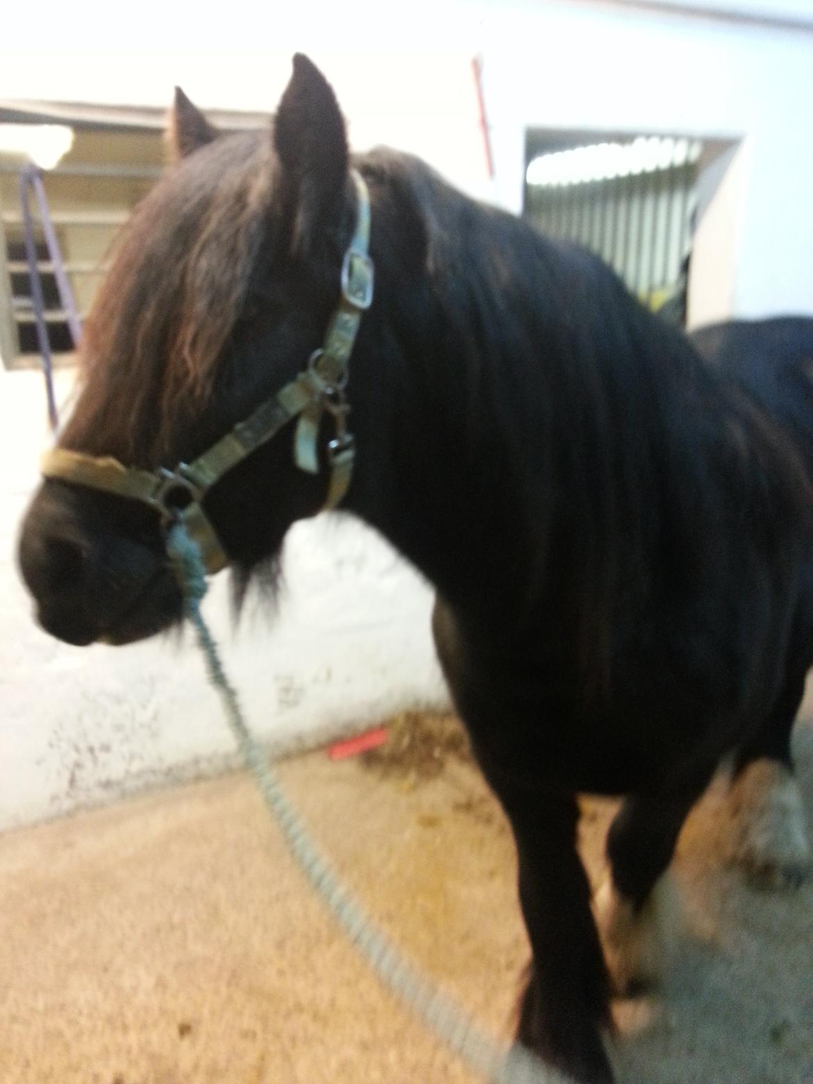 Irish Cob Eight Mile billede 18