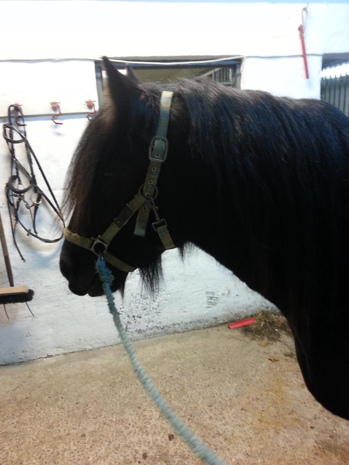 Irish Cob Eight Mile billede 19