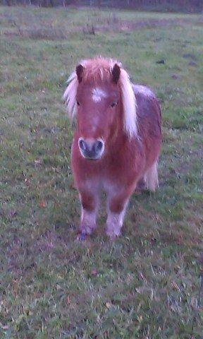 Shetlænder Winnetou billede 12
