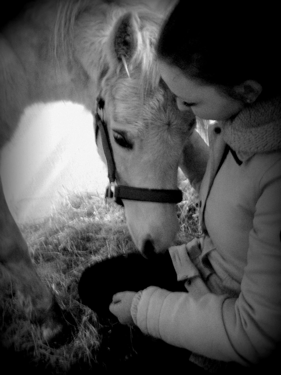 Welsh Mountain (sec A) Søndergaards scarlet - Samlet igen efter 9 års adskillelse. 6.11.13. billede 24