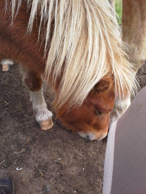 Shetlænder Winnetou billede 13