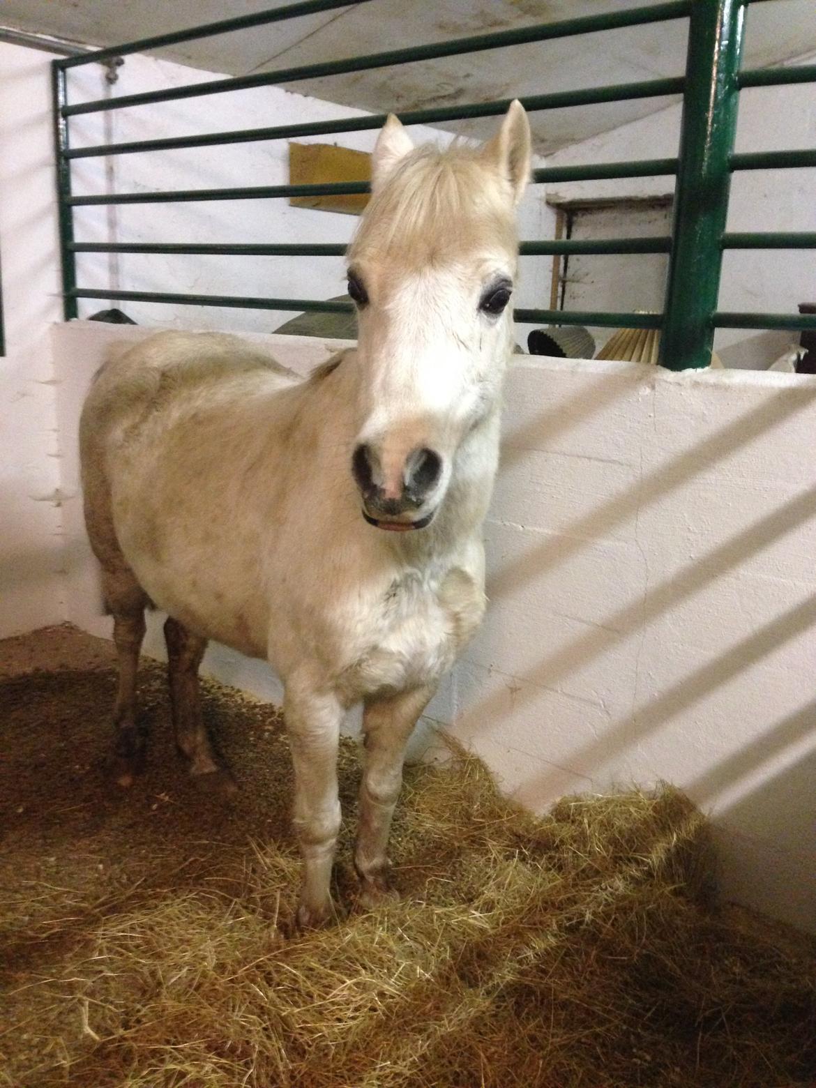 Welsh Mountain (sec A) Søndergaards scarlet - Lige kommet ind i sit nyt hjem :-) billede 25