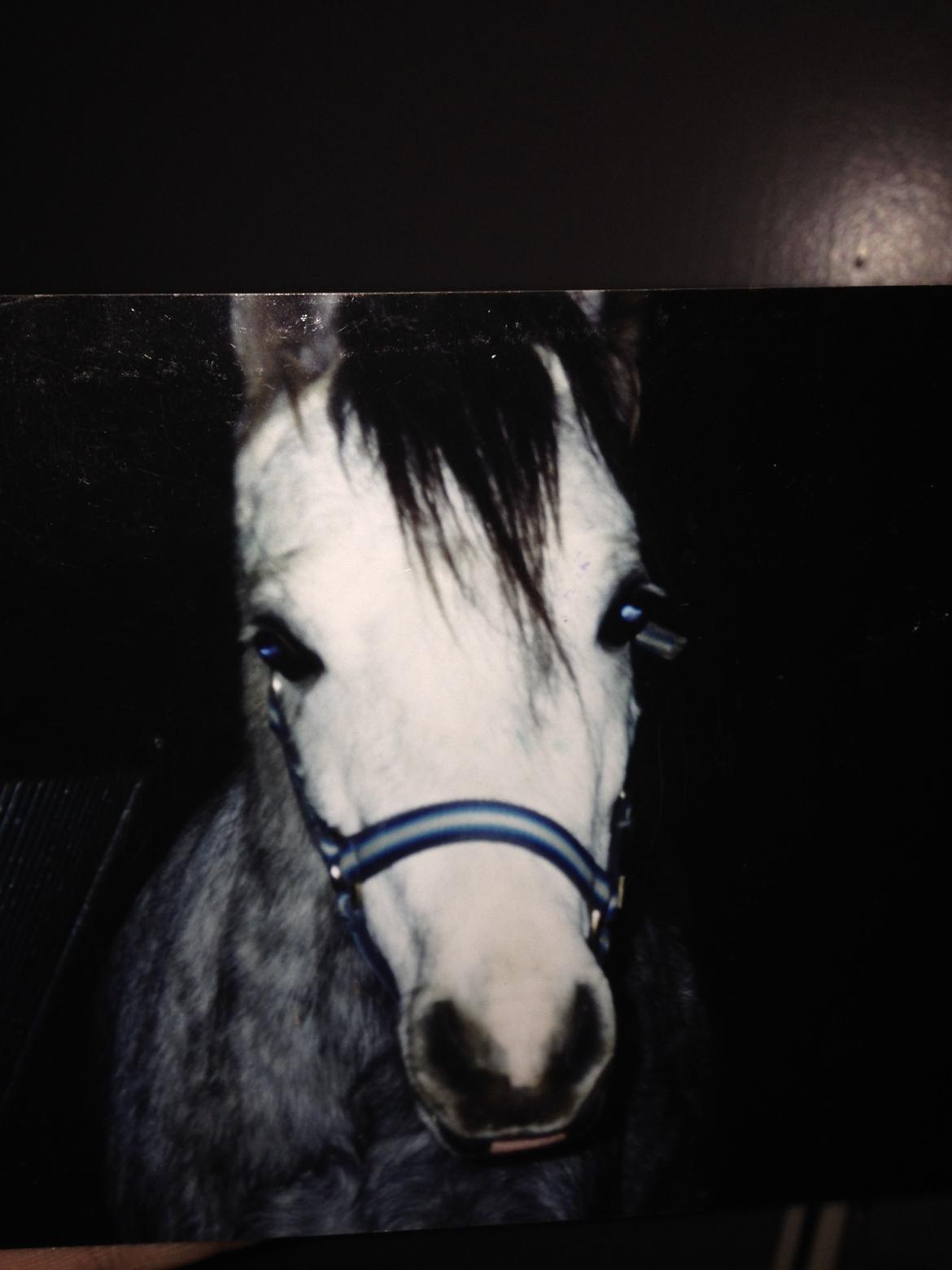 Welsh Mountain (sec A) Søndergaards scarlet - Sådan så scarlet ud da jeg havde hende for 10 år siden.  billede 27