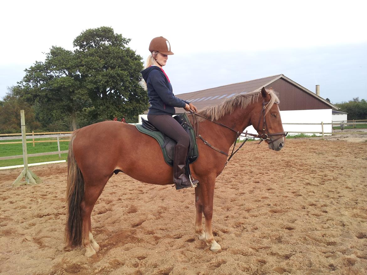 Anden særlig race Kjeldsminde Suprice (Ide´Fix) billede 14