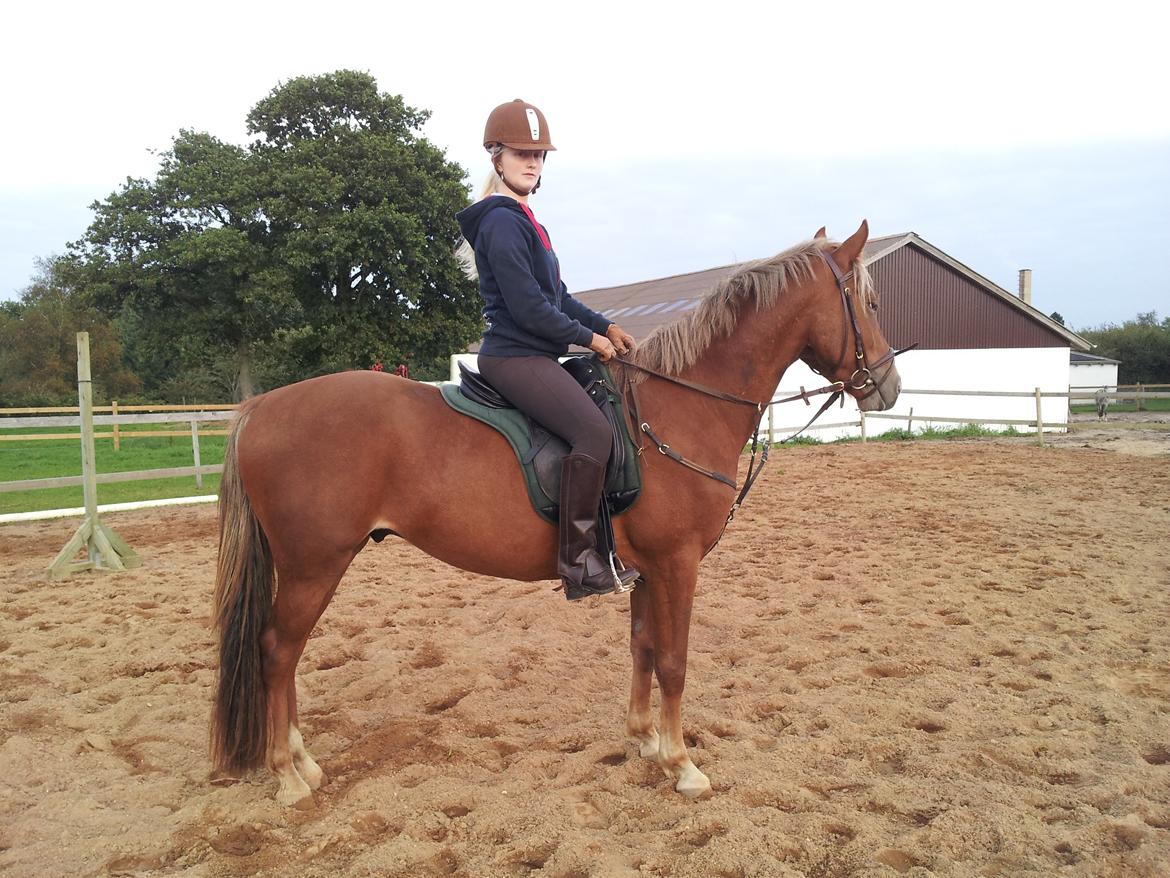 Anden særlig race Kjeldsminde Suprice (Ide´Fix) billede 15