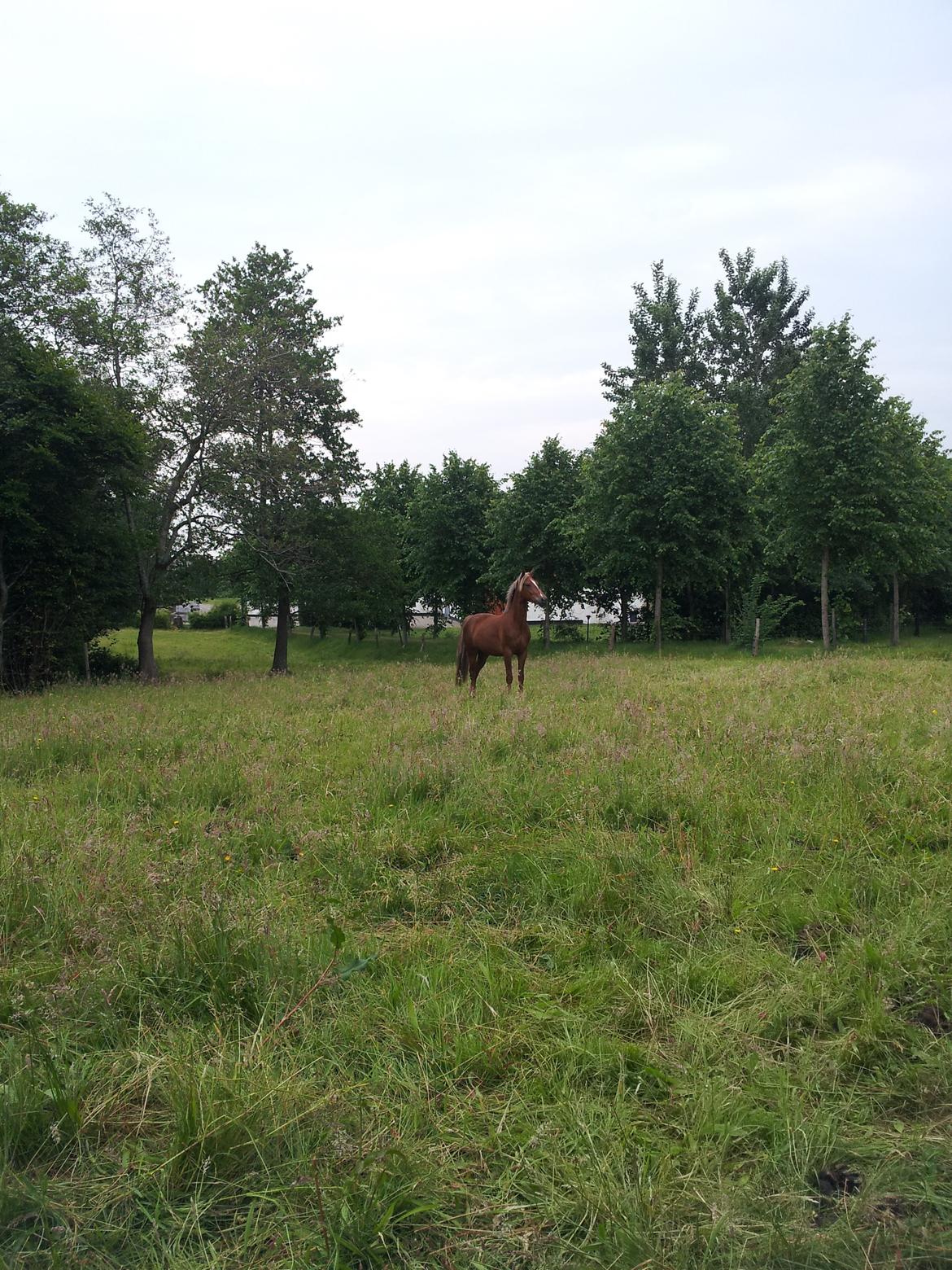 Anden særlig race Kjeldsminde Suprice (Ide´Fix) billede 17