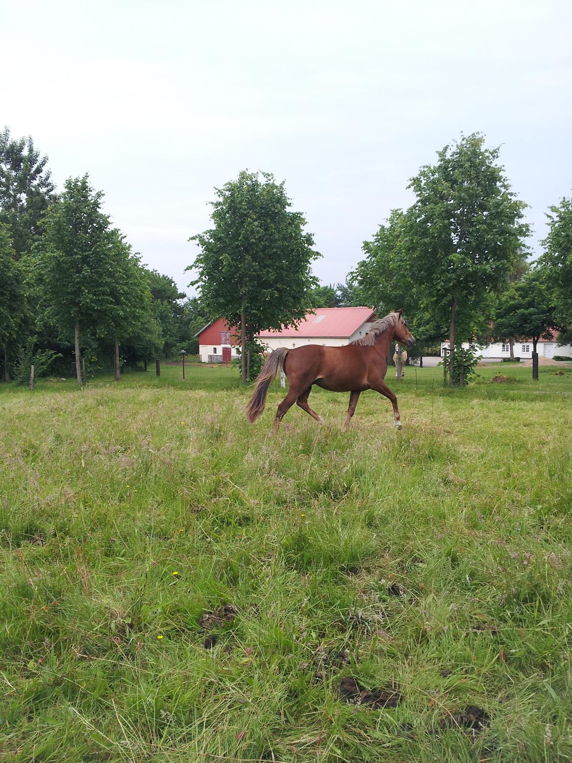 Anden særlig race Kjeldsminde Suprice (Ide´Fix) billede 18