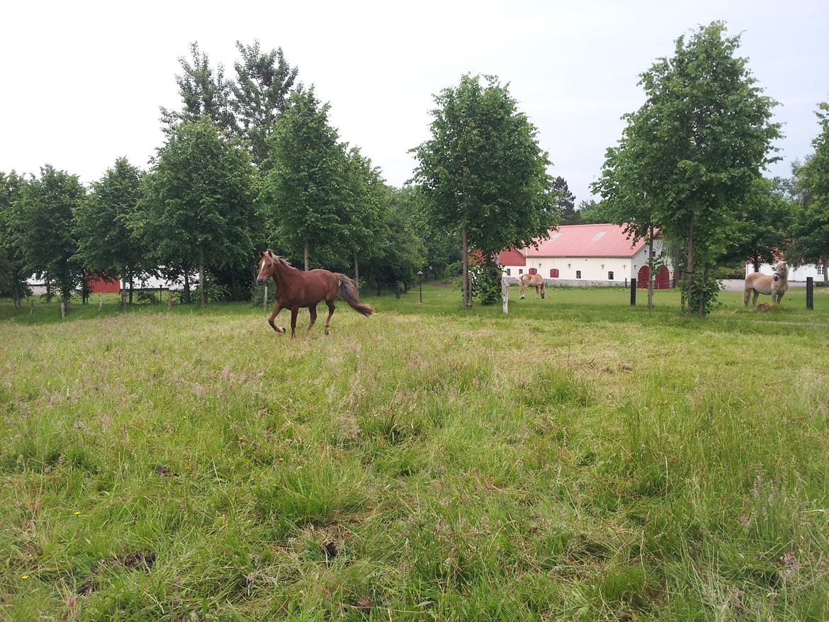 Anden særlig race Kjeldsminde Suprice (Ide´Fix) billede 19