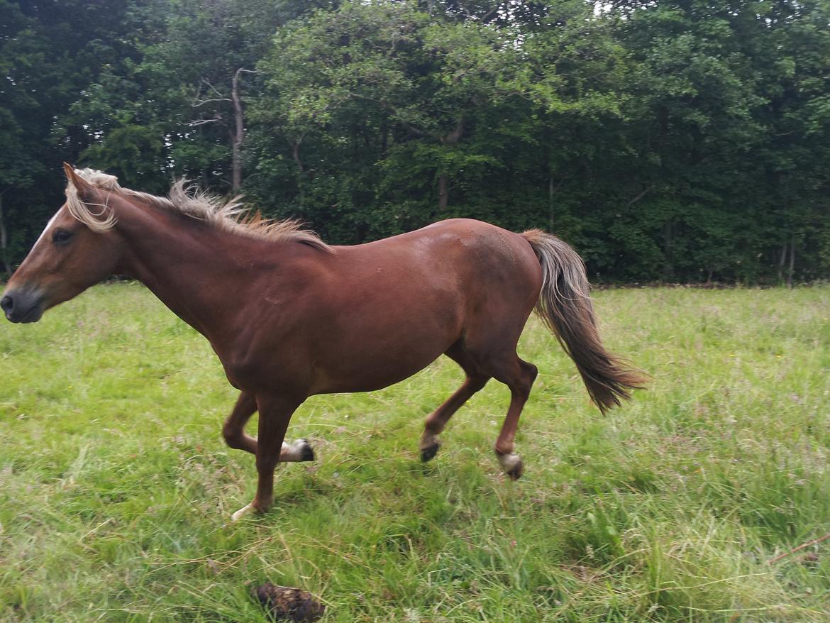 Anden særlig race Kjeldsminde Suprice (Ide´Fix) billede 20