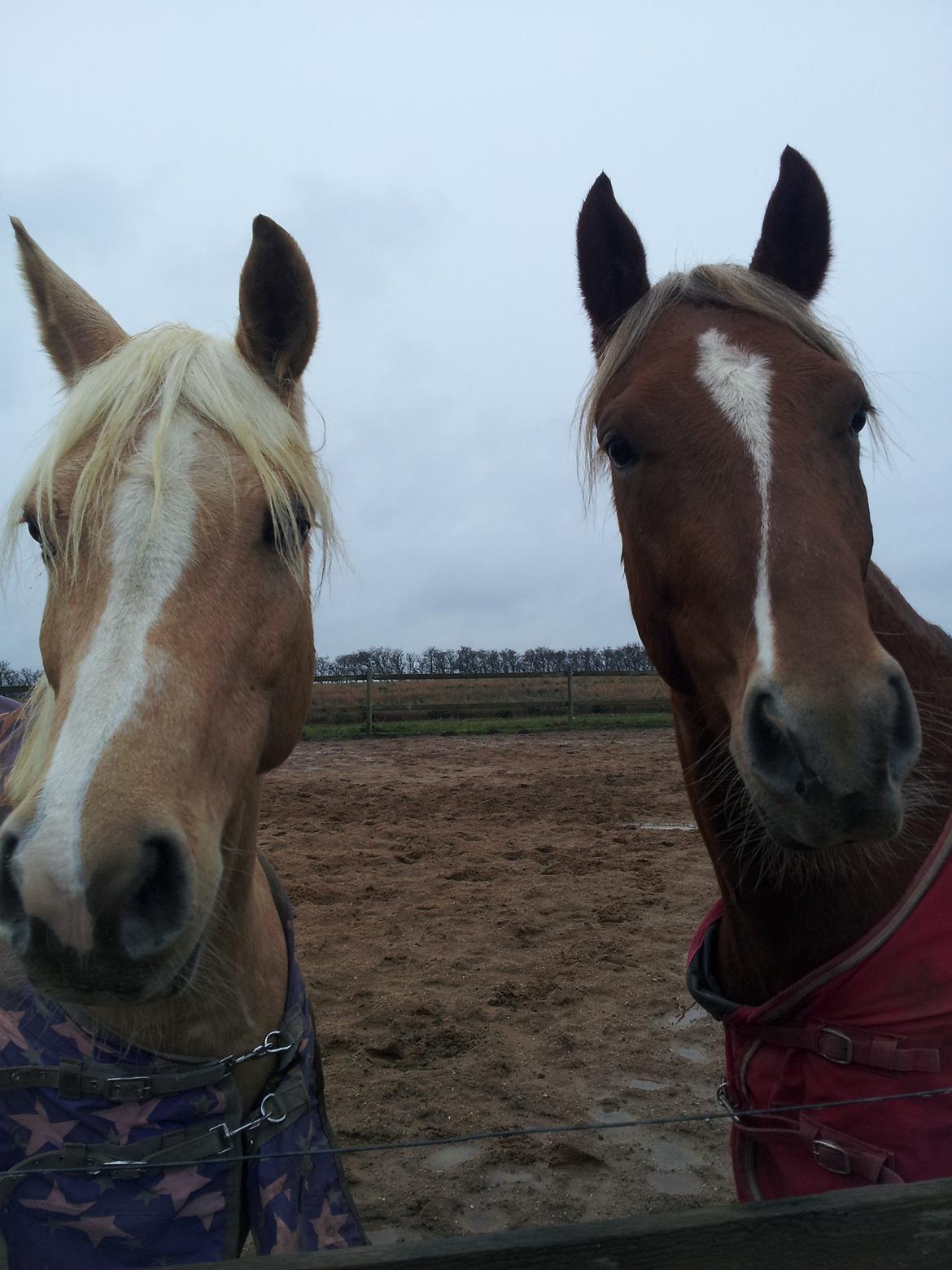 Anden særlig race Kjeldsminde Suprice (Ide´Fix) billede 21