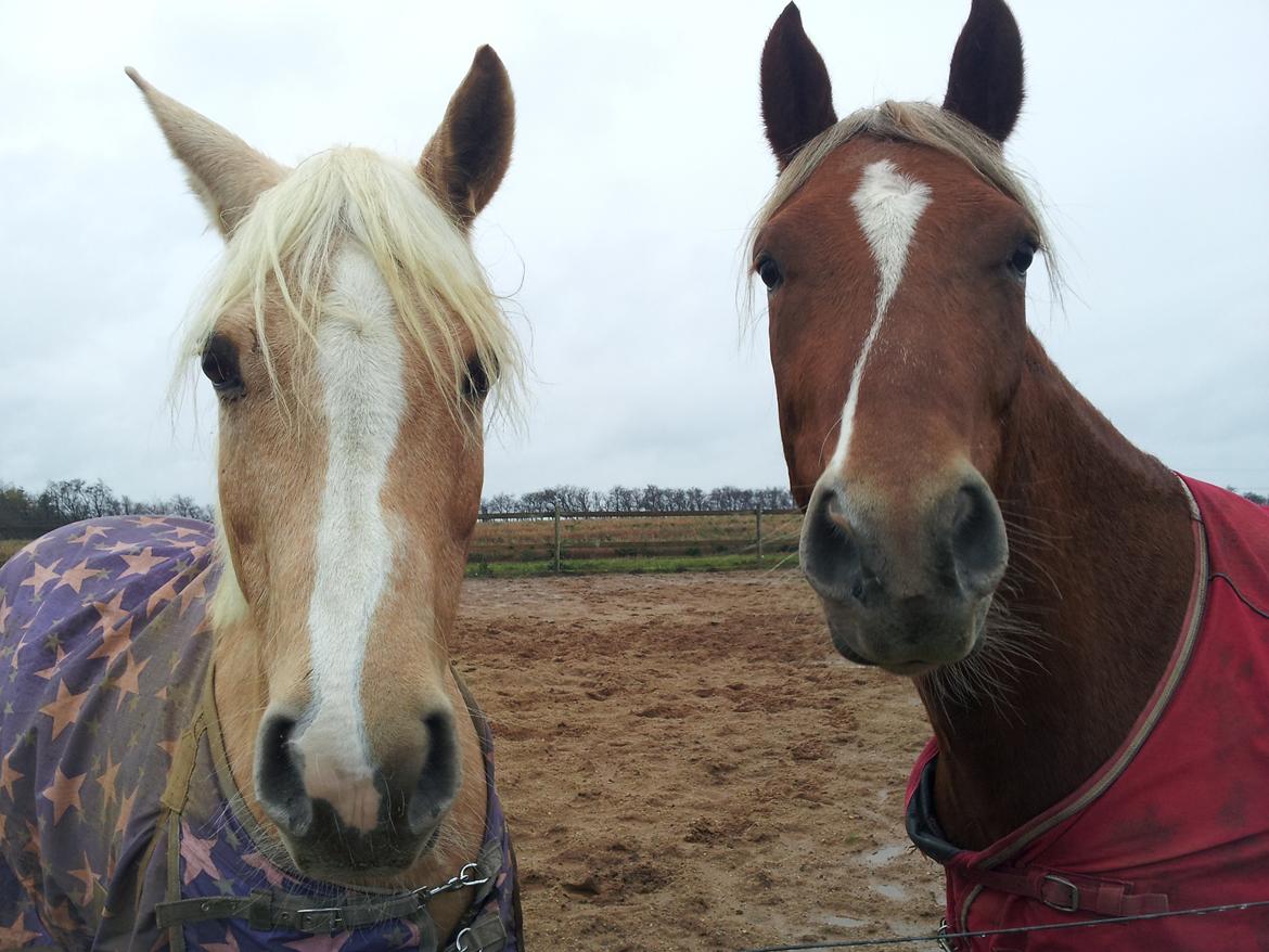 Anden særlig race Kjeldsminde Suprice (Ide´Fix) billede 22