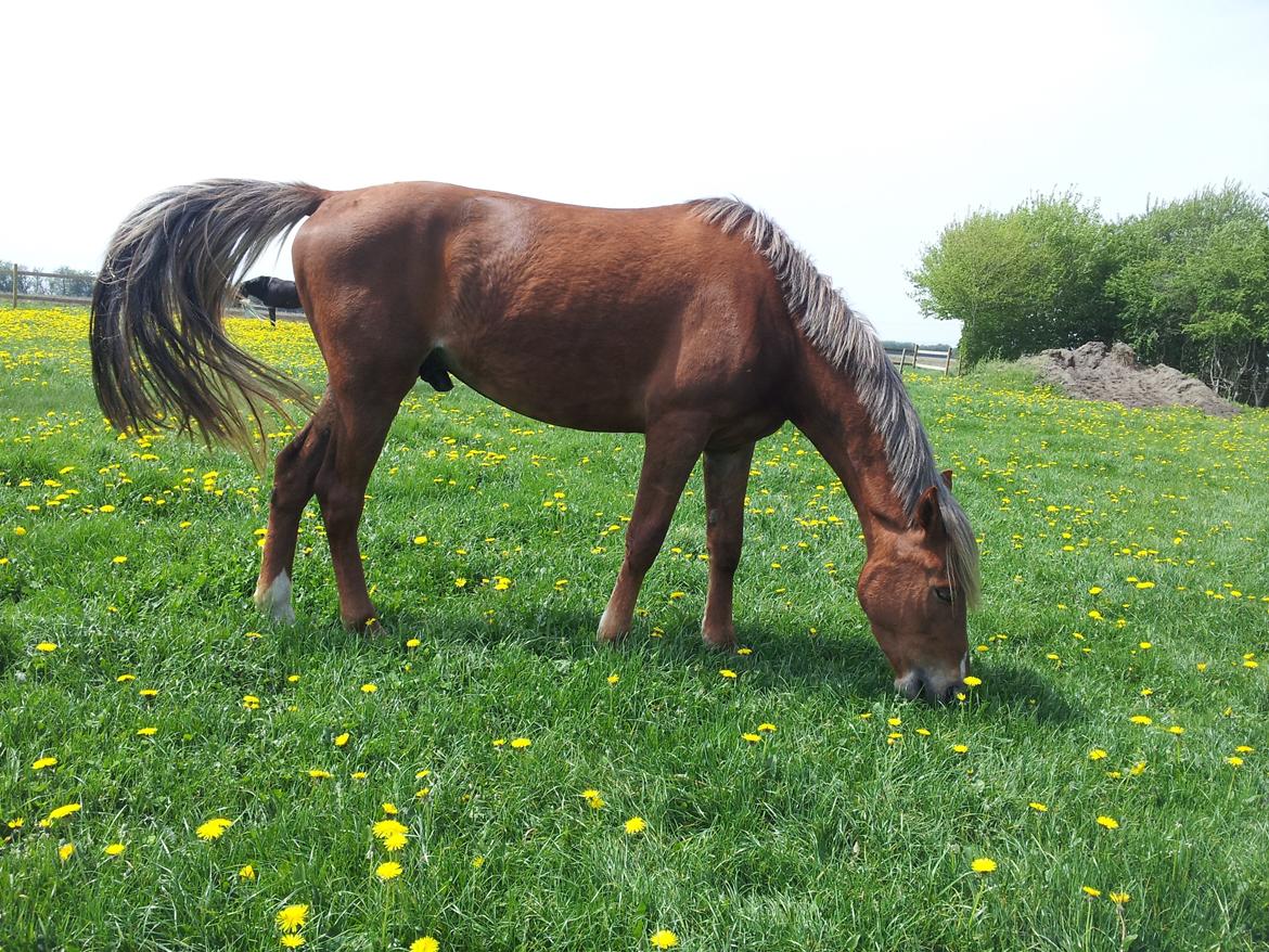 Anden særlig race Kjeldsminde Suprice (Ide´Fix) billede 23
