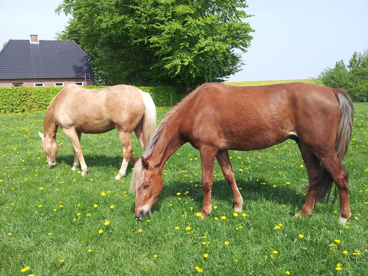 Anden særlig race Kjeldsminde Suprice (Ide´Fix) billede 24