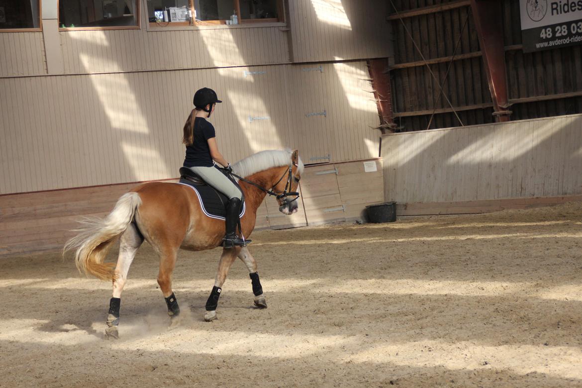 Haflinger Studgårdens Sally <3<3 - 9] Dressur <3 Dato: 18.10 2013 Foto: Anna m billede 9