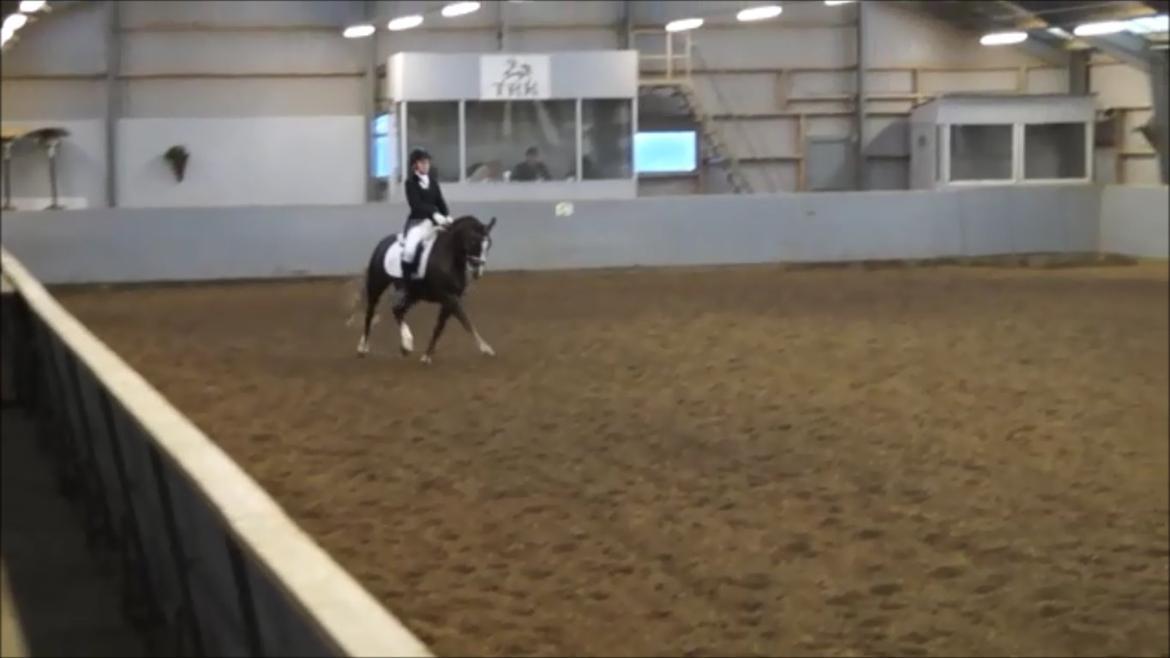 Welsh Cob (sec D) Mister Hougård B-PONY - PRI 2. november 2013 billede 20