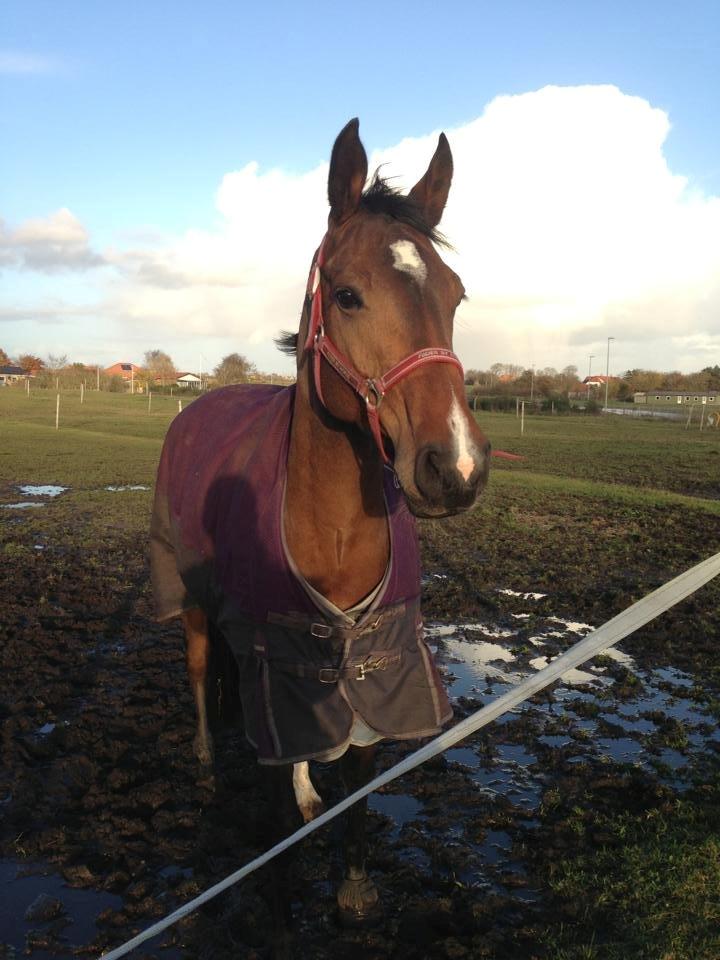 Tysk Varmblod Ak's Crispy billede 21