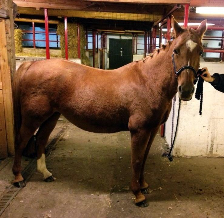 Anden særlig race Queen billede 17