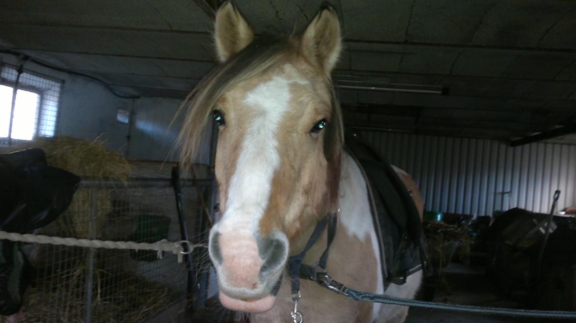 Anden særlig race Alexandra <33 - Er jeg ikke bare sød?? <33 billede 6