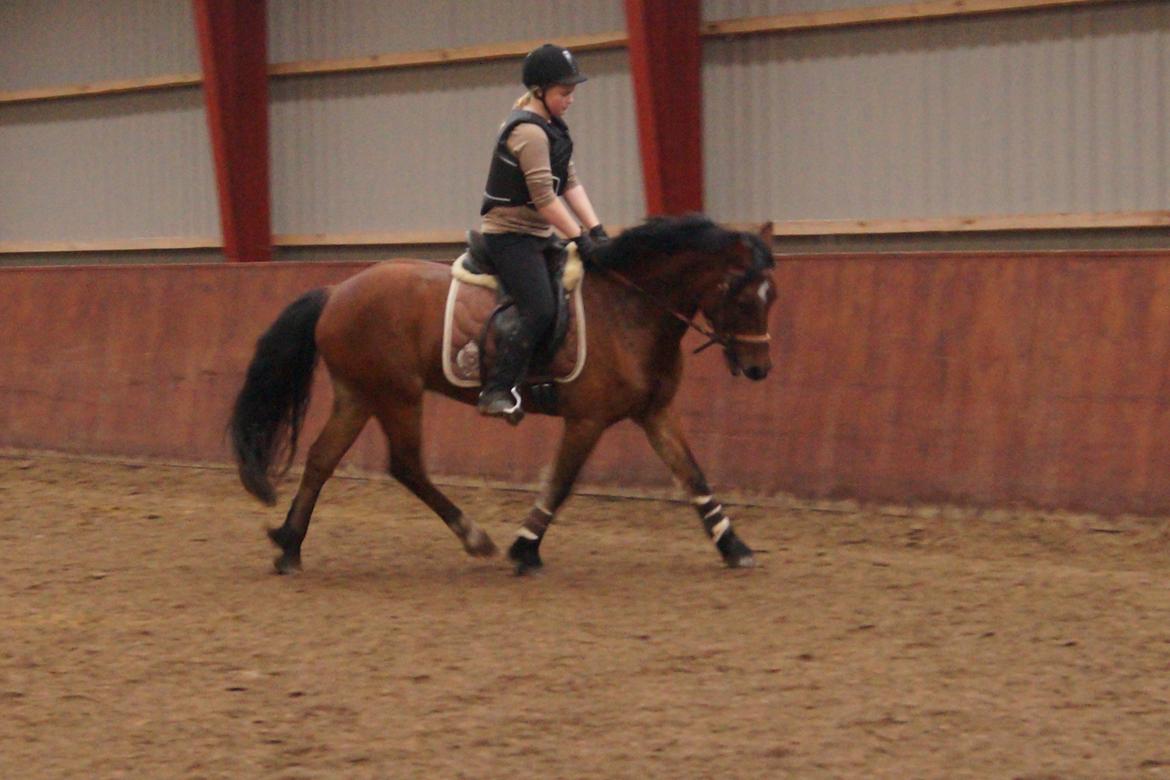 Welsh Cob (sec D) H. A´kato billede 6