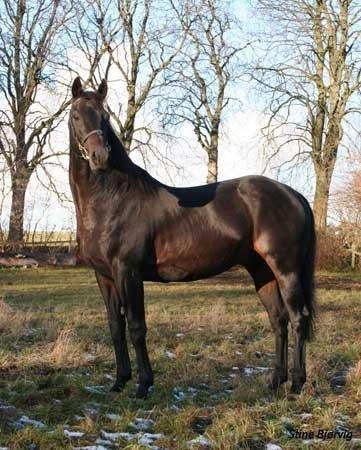 Fuldblod (XX) Captor XX - Captor som 19 årig billede 1