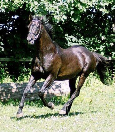 Fuldblod (XX) Captor XX - Som 19 årig billede 2