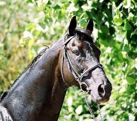 Fuldblod (XX) Captor XX - Smuk dreng <3 billede 3