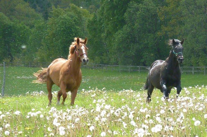 Fuldblod (XX) Captor XX - Captor på fold med én af sine hopper som 21 årig billede 4