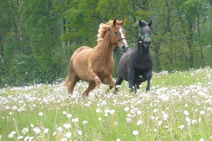 Fuldblod (XX) Captor XX billede 5