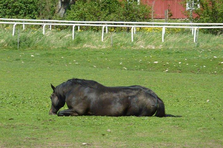 Fuldblod (XX) Captor XX - Tager en lur på folden... billede 6