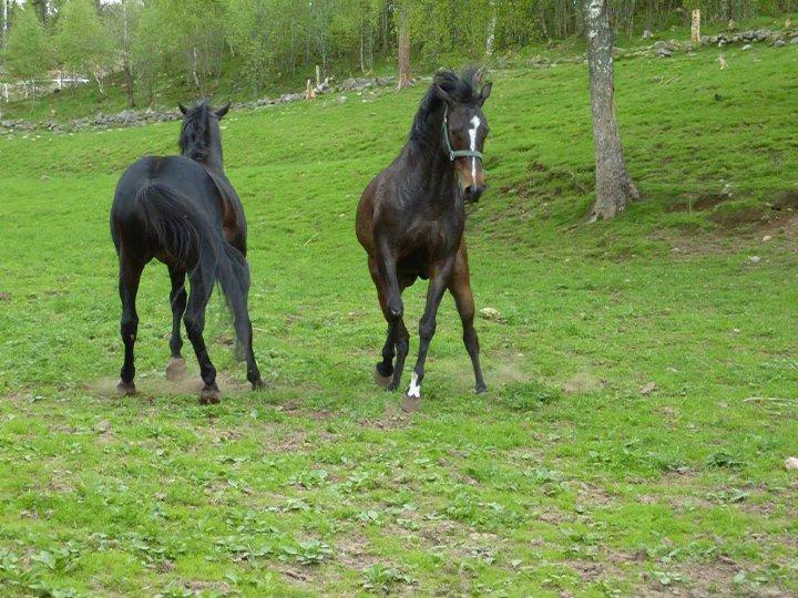 Fuldblod (XX) Captor XX - Hygger med sin dame på folden... billede 7