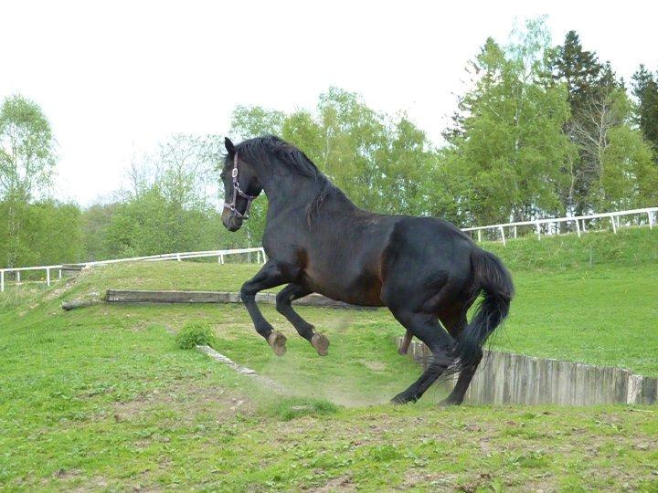 Fuldblod (XX) Captor XX billede 8