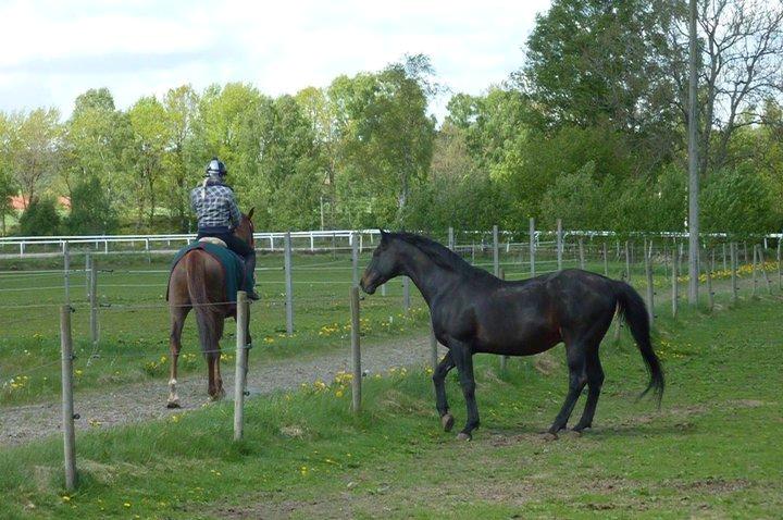 Fuldblod (XX) Captor XX - Captor som 23 årig <3 billede 9