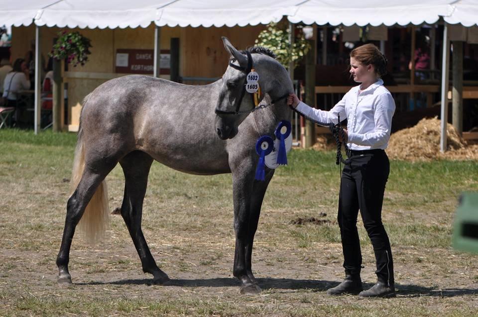 Pura Raza Española Leyenda SK - RD 2013. 23 p. og udtaget til konkurrencen om skuets bedste 2 års. Wow hvor er jeg stolt! Foto: Alma Trillingsgaard billede 10