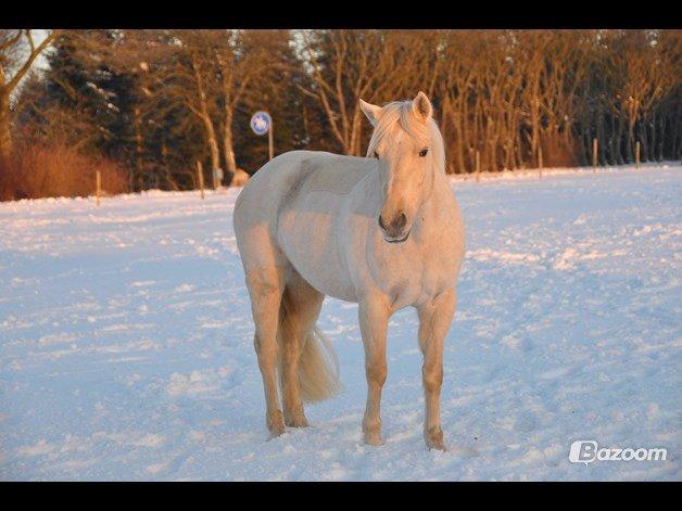 Palomino Bailey billede 4
