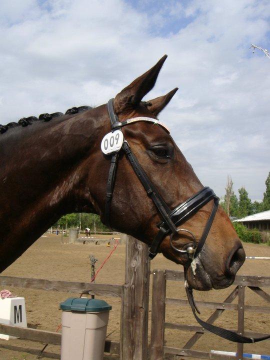 Holstener Jarl - Jarl, inden showtime i Belgien billede 20