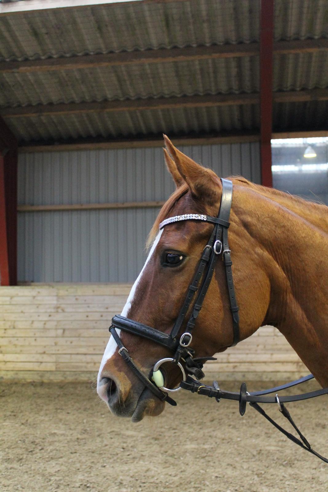 Trakehner Rosita (Bebs) - Elskede Bebs <3 billede 5