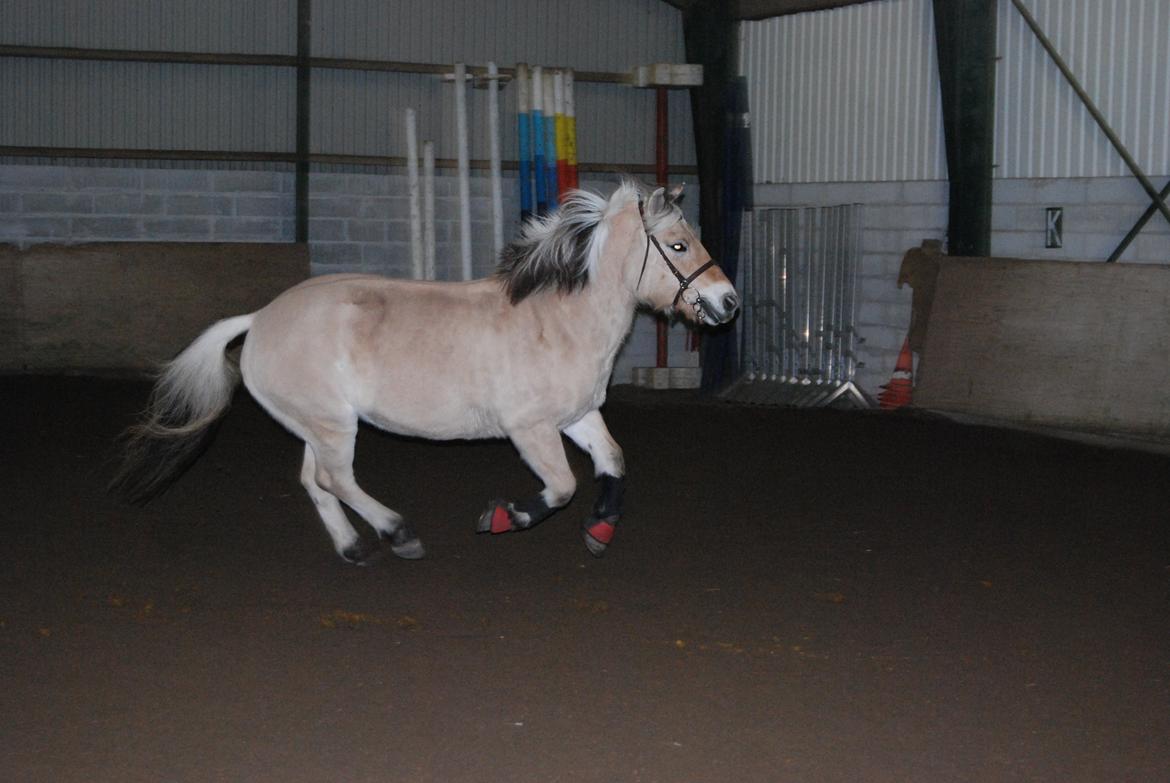 Fjordhest Shadow - Baby fri i ridehuset <3 billede 3