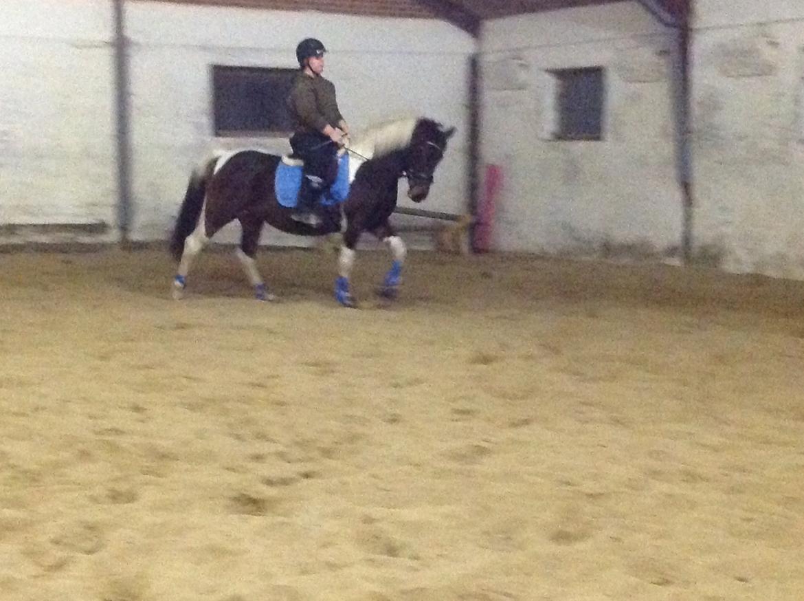 Pinto Araber Nelly den vakker billede 4