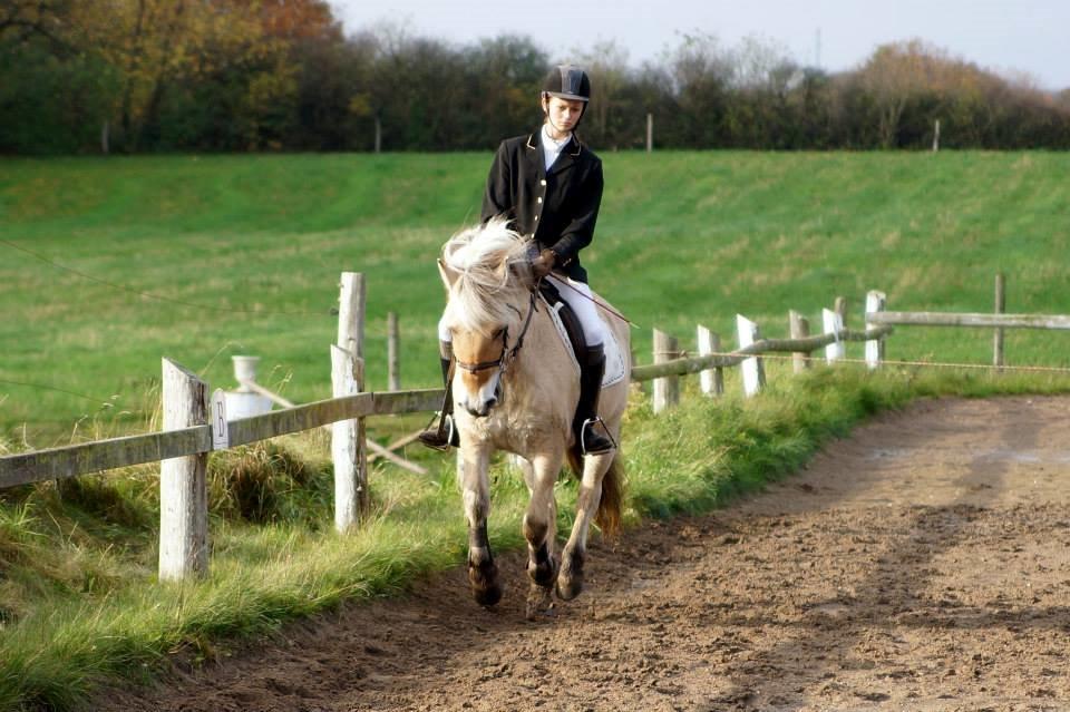 Fjordhest Shadow billede 4