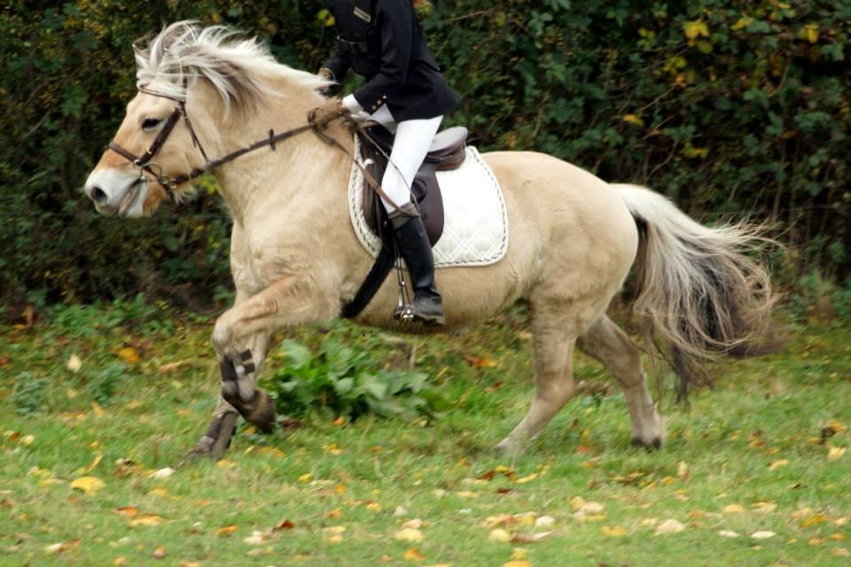 Fjordhest Shadow billede 2