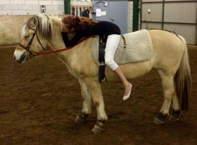 Fjordhest Shadow billede 12